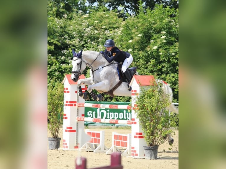 Koń oldenburski Klacz 17 lat 176 cm Siwa w hreczce in Bad Herrenalb