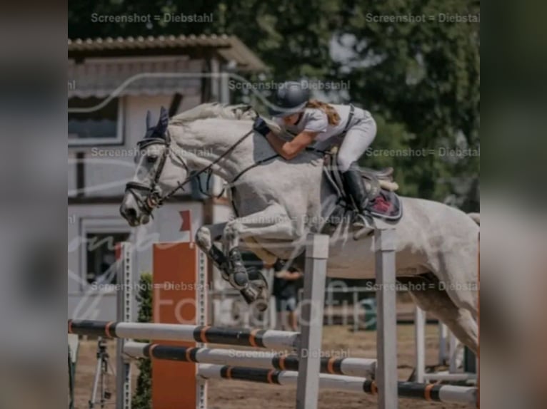 Koń oldenburski Klacz 17 lat 176 cm Siwa w hreczce in Bad Herrenalb