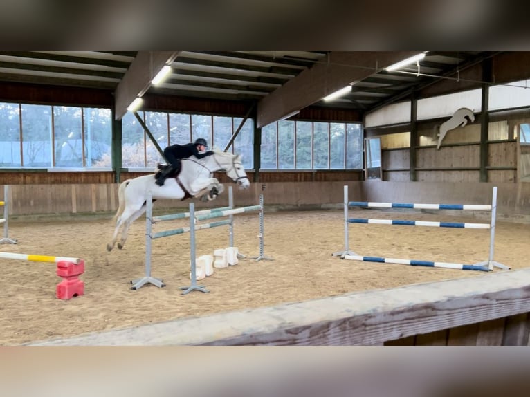 Koń oldenburski Klacz 17 lat 176 cm Siwa w hreczce in Bad Herrenalb