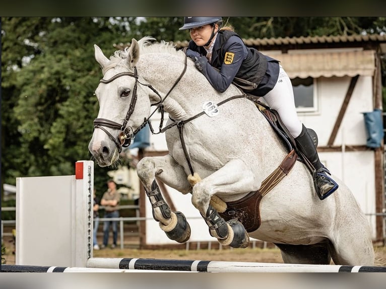 Koń oldenburski Klacz 17 lat 176 cm Siwa w hreczce in Bad Herrenalb