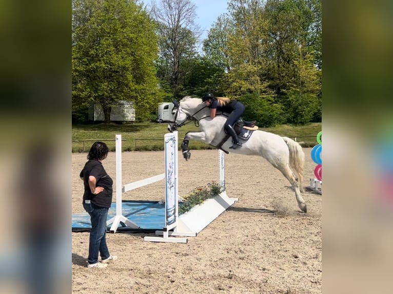 Koń oldenburski Klacz 17 lat 176 cm Siwa w hreczce in Bad Herrenalb