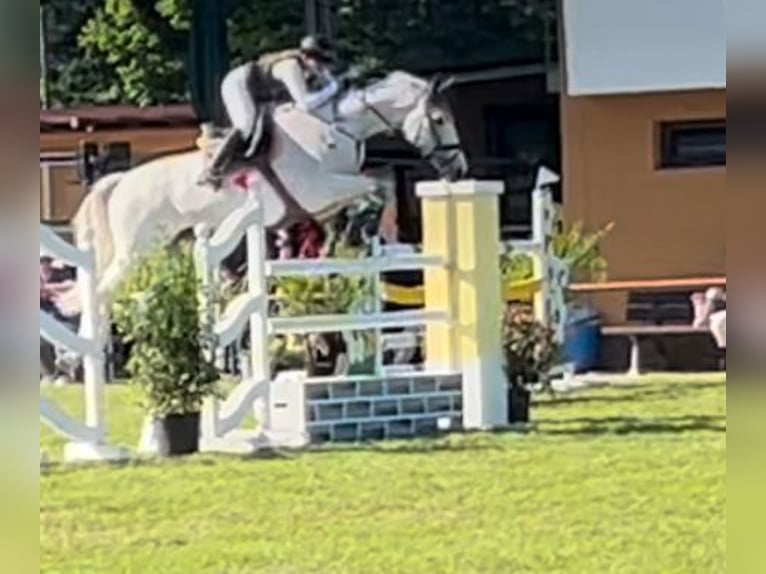 Koń oldenburski Klacz 17 lat 176 cm Siwa w hreczce in Bad Herrenalb