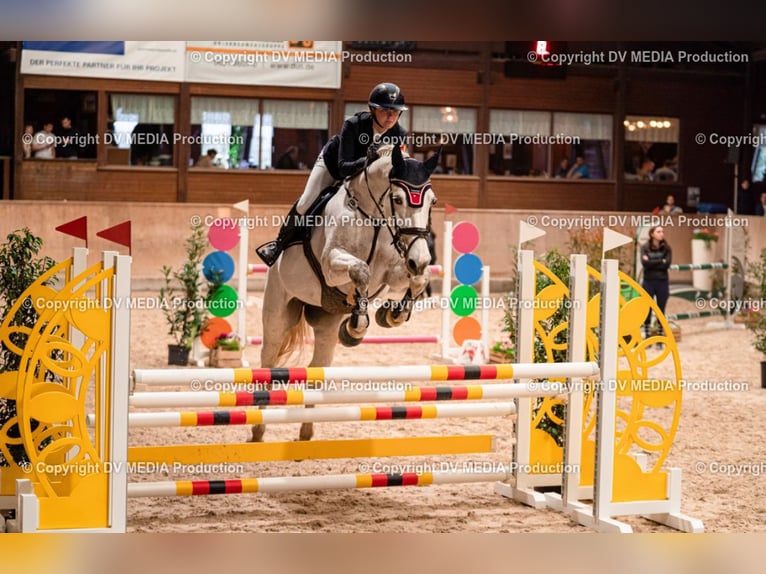 Koń oldenburski Klacz 17 lat 176 cm Siwa w hreczce in Bad Herrenalb