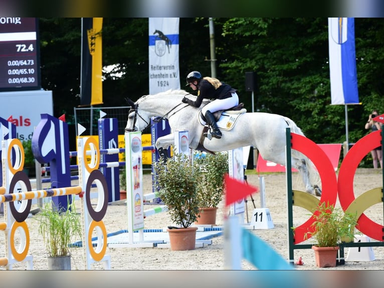 Koń oldenburski Klacz 17 lat 176 cm Siwa w hreczce in Bad Herrenalb