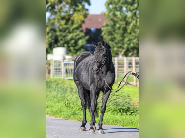 Koń oldenburski Klacz 17 lat Kara in Jemgum