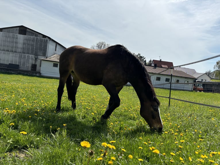 Koń oldenburski Klacz 18 lat 162 cm Ciemnogniada in Erbach