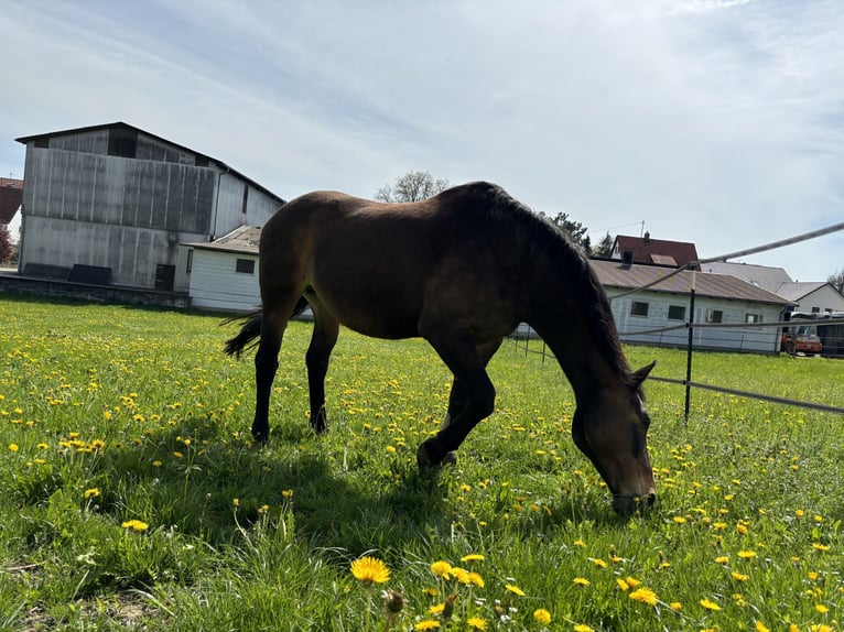 Koń oldenburski Klacz 18 lat 162 cm Ciemnogniada in Erbach