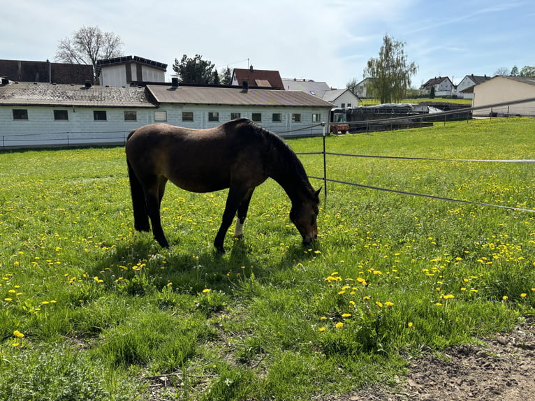 Koń oldenburski Klacz 18 lat 162 cm Ciemnogniada in Erbach