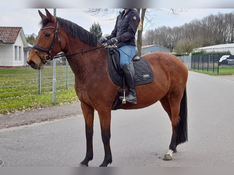 Koń oldenburski Klacz 18 lat 165 cm Gniada in Fredenbeck