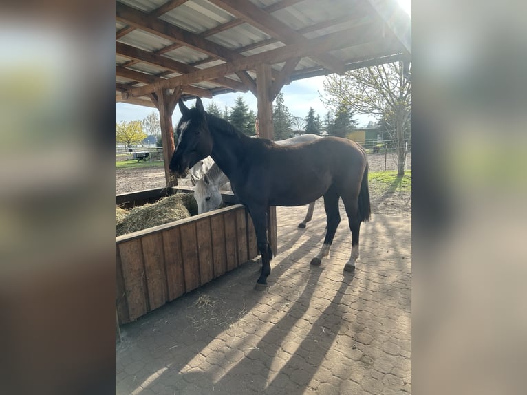 Koń oldenburski Klacz 18 lat 165 cm Kara in Winsen (Luhe)