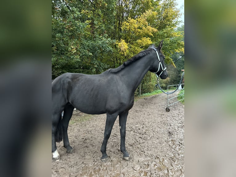 Koń oldenburski Klacz 18 lat 165 cm Kara in Winsen (Luhe)