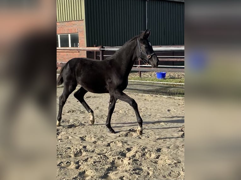 Koń oldenburski Klacz 18 lat 167 cm Gniada in Cloppenburg