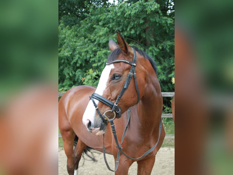 Koń oldenburski Klacz 18 lat 167 cm Gniada in Cloppenburg