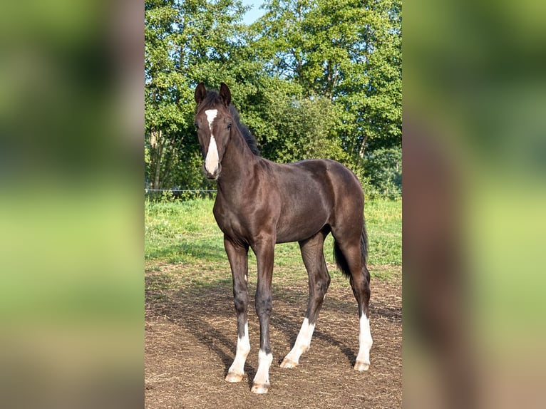 Koń oldenburski Klacz 18 lat 167 cm Gniada in Löningen