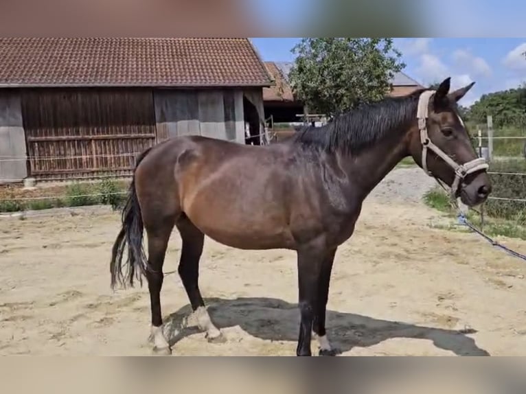 Koń oldenburski Klacz 18 lat 168 cm Ciemnogniada in Fridolfing