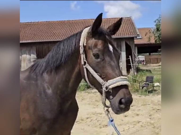 Koń oldenburski Klacz 18 lat 168 cm Ciemnogniada in Fridolfing