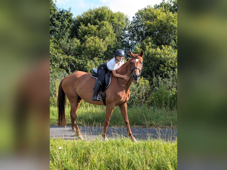 Koń oldenburski Klacz 18 lat 168 cm Kasztanowata in Esens