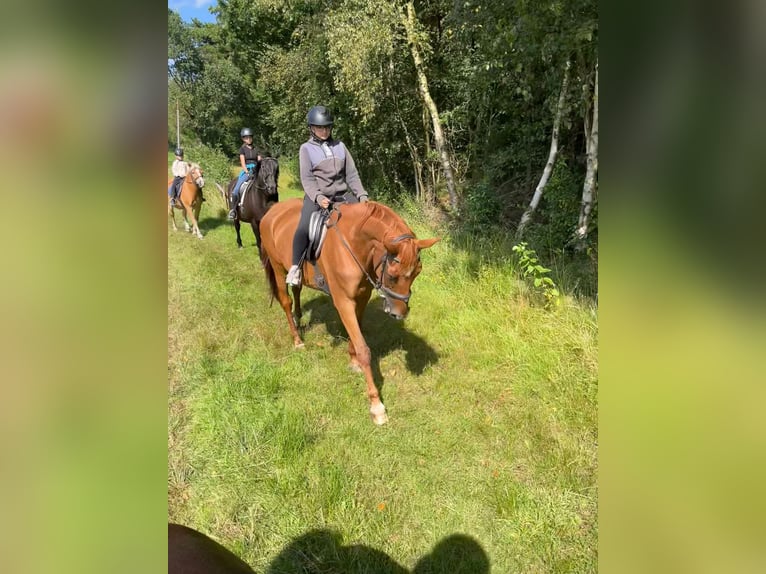 Koń oldenburski Klacz 18 lat 168 cm Kasztanowata in Esens