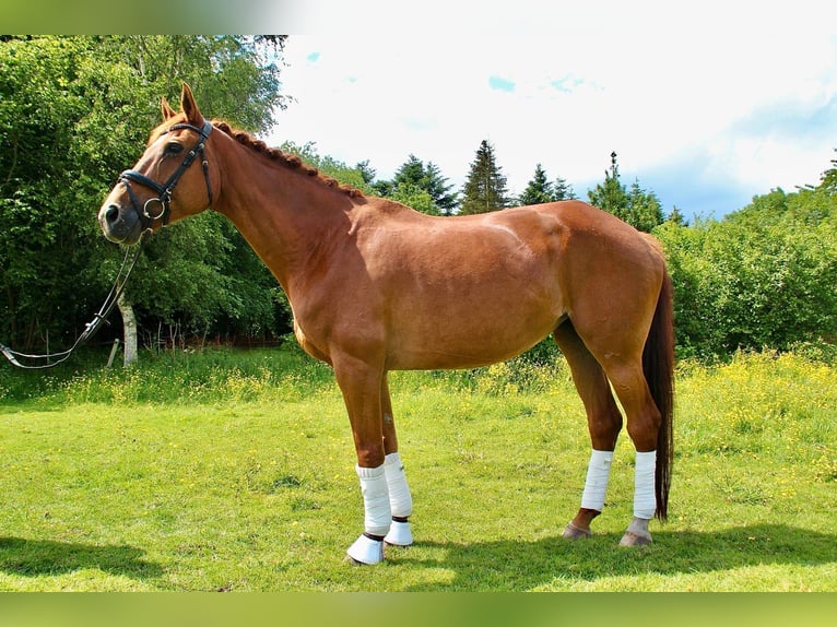 Koń oldenburski Klacz 18 lat 168 cm Kasztanowata in Esens