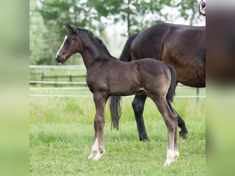 Koń oldenburski Klacz 18 lat 168 cm Skarogniada in GROTE-BROGEL