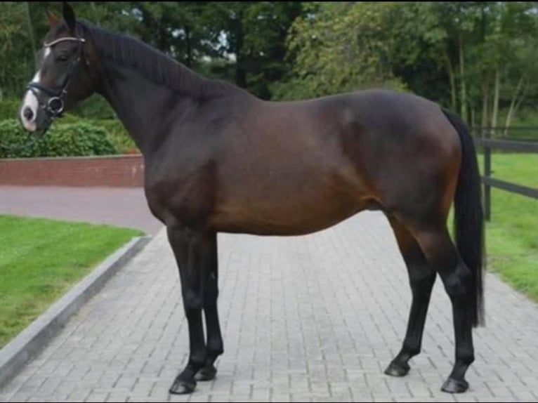 Koń oldenburski Klacz 18 lat 168 cm Skarogniada in GROTE-BROGEL