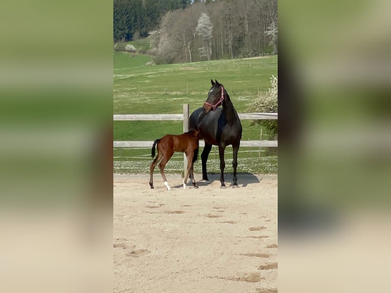 Koń oldenburski Klacz 18 lat 169 cm Ciemnogniada in Osterburken