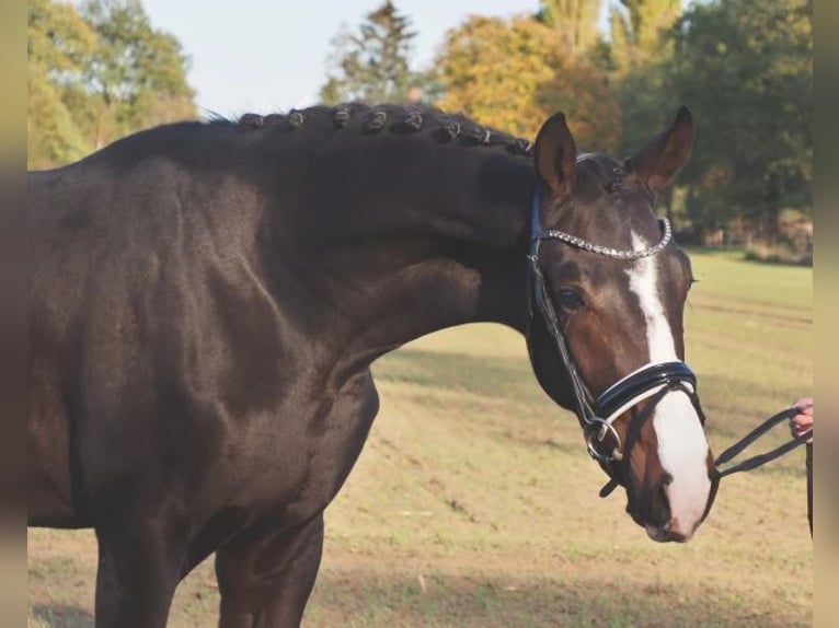 Koń oldenburski Klacz 18 lat 170 cm Gniada in Bramsche