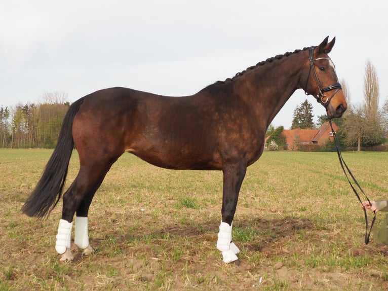 Koń oldenburski Klacz 18 lat 170 cm Gniada in Bramsche