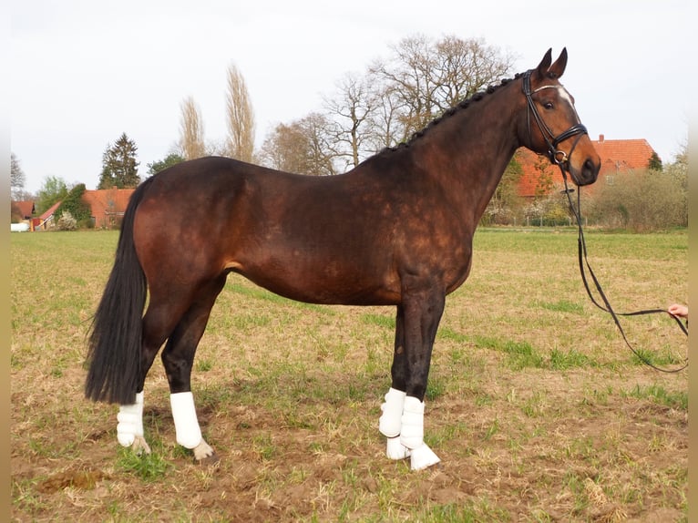 Koń oldenburski Klacz 18 lat 170 cm Gniada in Bramsche