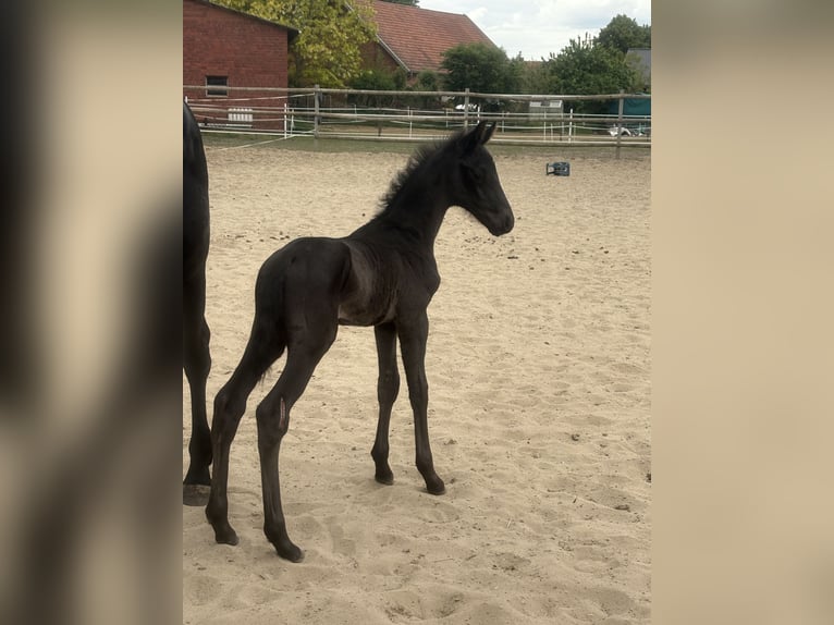Koń oldenburski Klacz 19 lat 170 cm Kara in Brockum