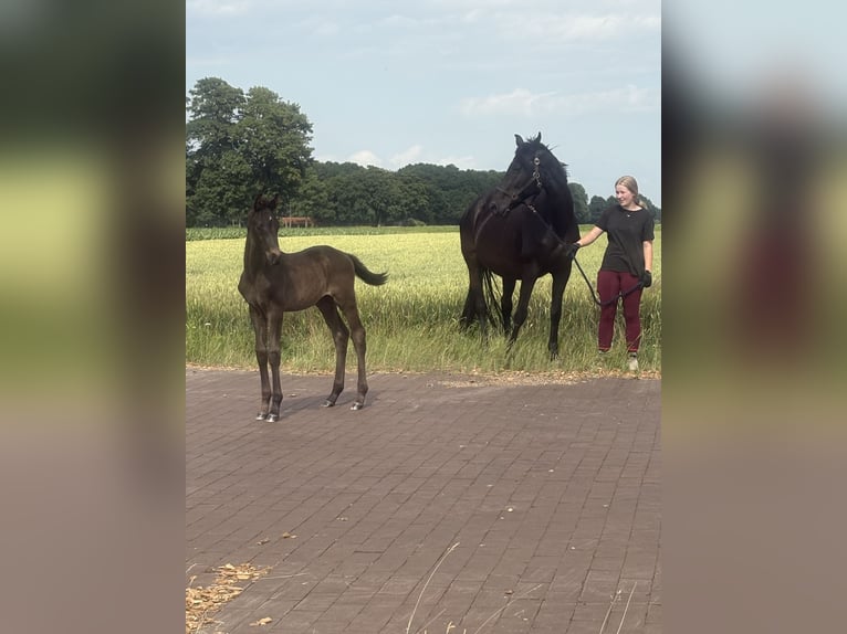Koń oldenburski Klacz 19 lat 170 cm Kara in Brockum