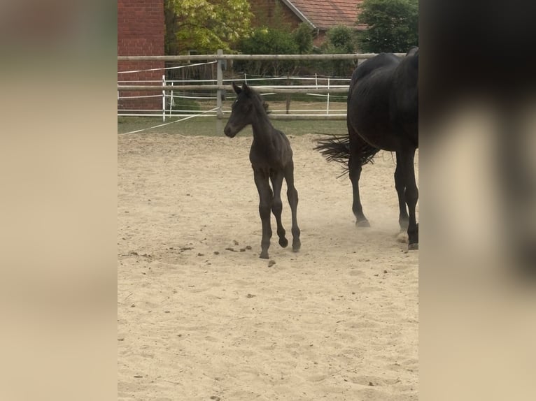 Koń oldenburski Klacz 19 lat 170 cm Kara in Brockum