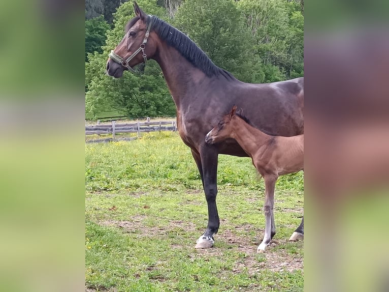 Koń oldenburski Klacz 19 lat 175 cm Ciemnogniada in Schladming