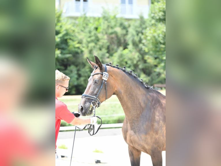 Koń oldenburski Klacz 19 lat 175 cm Ciemnogniada in Schladming