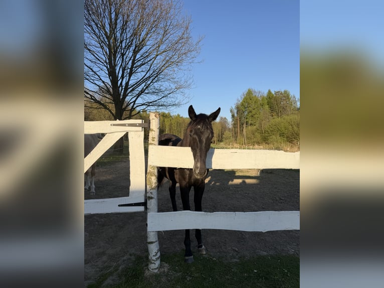 Koń oldenburski Klacz 1 Rok 155 cm Siwa in Gogołowa