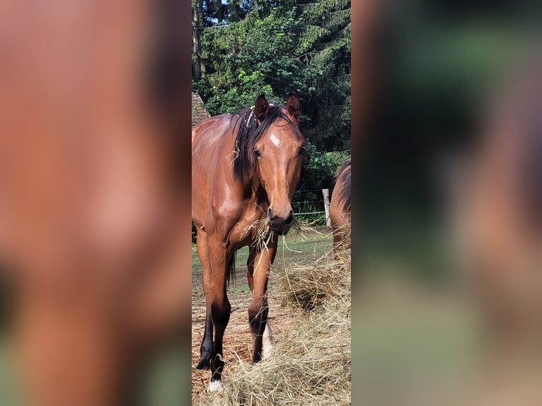 Koń oldenburski Klacz 1 Rok 166 cm Gniada in Weinern