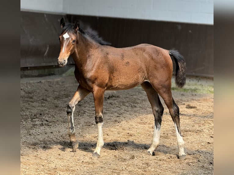 Koń oldenburski Klacz 1 Rok 167 cm in Bramsche