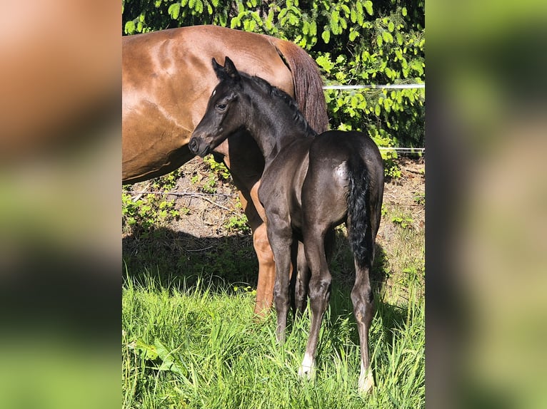 Koń oldenburski Klacz 1 Rok 168 cm Ciemnogniada in Westerstede