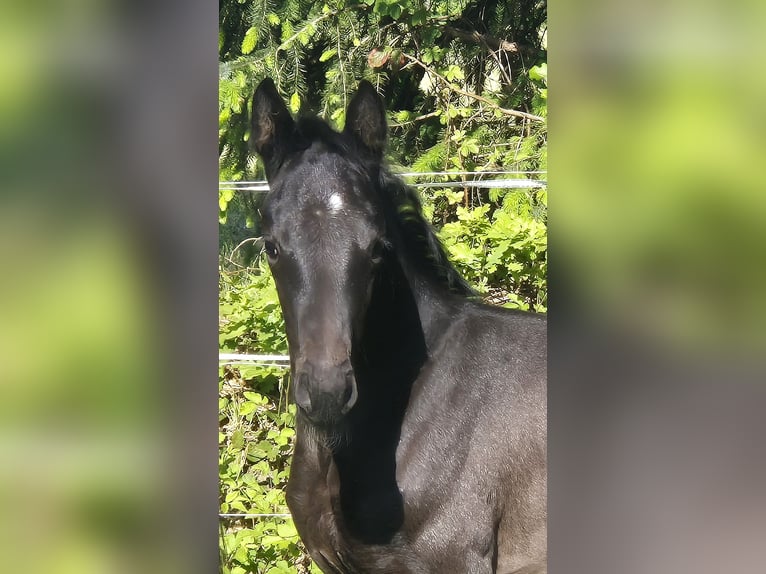 Koń oldenburski Klacz 1 Rok 168 cm Ciemnogniada in Westerstede