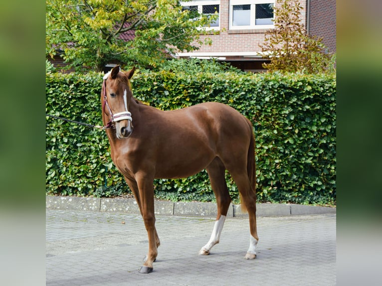 Koń oldenburski Klacz 1 Rok 168 cm Ciemnokasztanowata in Edewecht