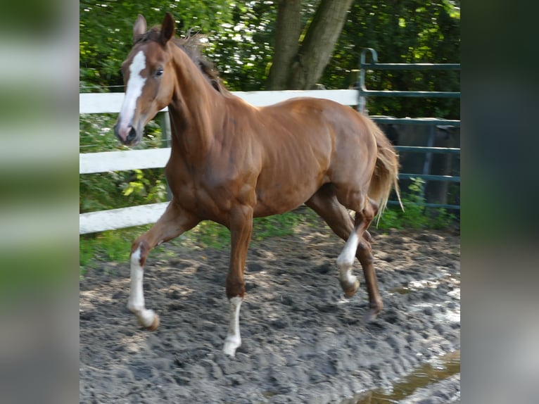 Koń oldenburski Klacz 1 Rok 168 cm Ciemnokasztanowata in Greifenstein