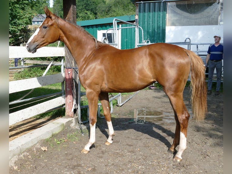 Koń oldenburski Klacz 1 Rok 168 cm Ciemnokasztanowata in Greifenstein