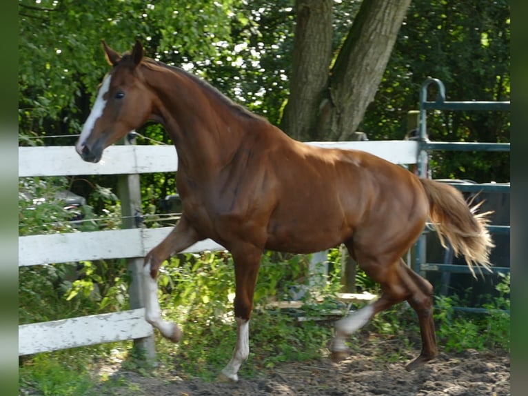 Koń oldenburski Klacz 1 Rok 168 cm Ciemnokasztanowata in Greifenstein