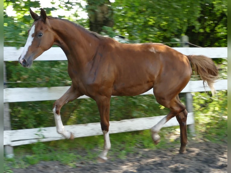 Koń oldenburski Klacz 1 Rok 168 cm Ciemnokasztanowata in Greifenstein
