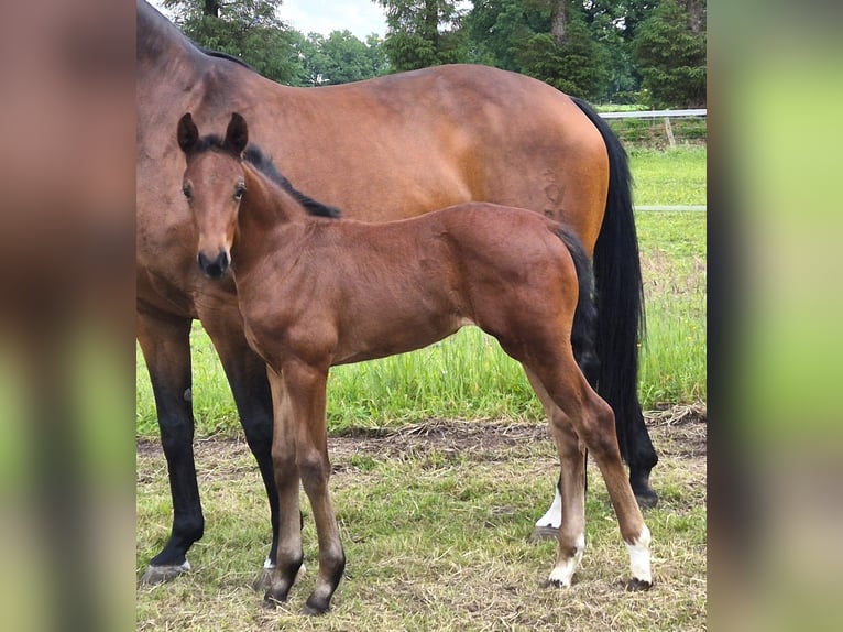 Koń oldenburski Klacz 1 Rok 168 cm Gniada in Westerstede