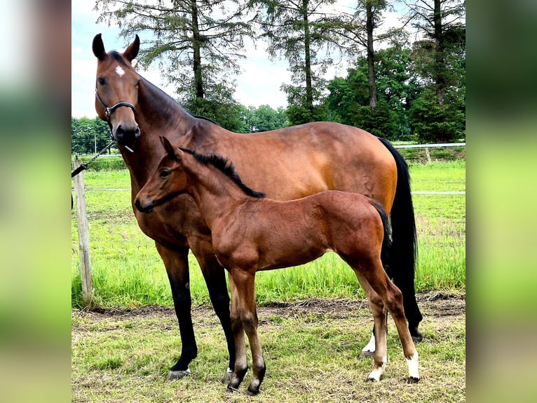 Koń oldenburski Klacz 1 Rok 168 cm Gniada in Westerstede