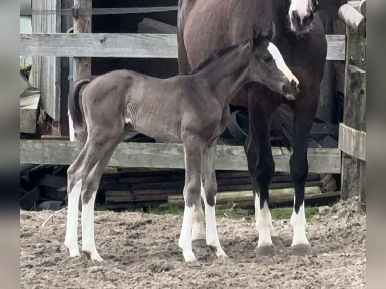 Koń oldenburski Klacz 1 Rok 168 cm Kara in Bramsche