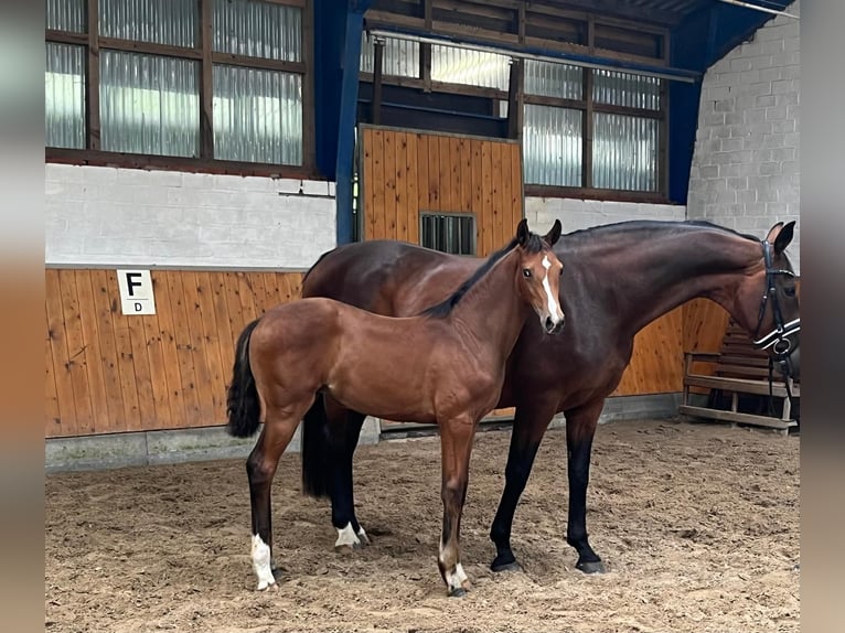 Koń oldenburski Klacz 1 Rok 169 cm Ciemnogniada in Visbek