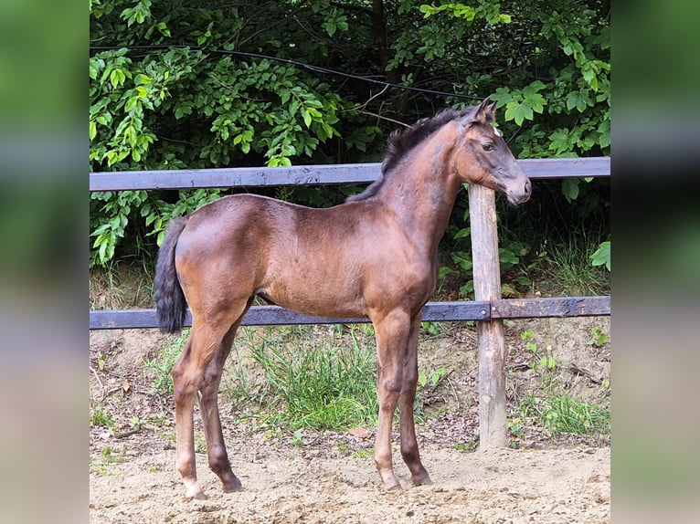 Koń oldenburski Klacz 1 Rok 169 cm Kara in Emstek