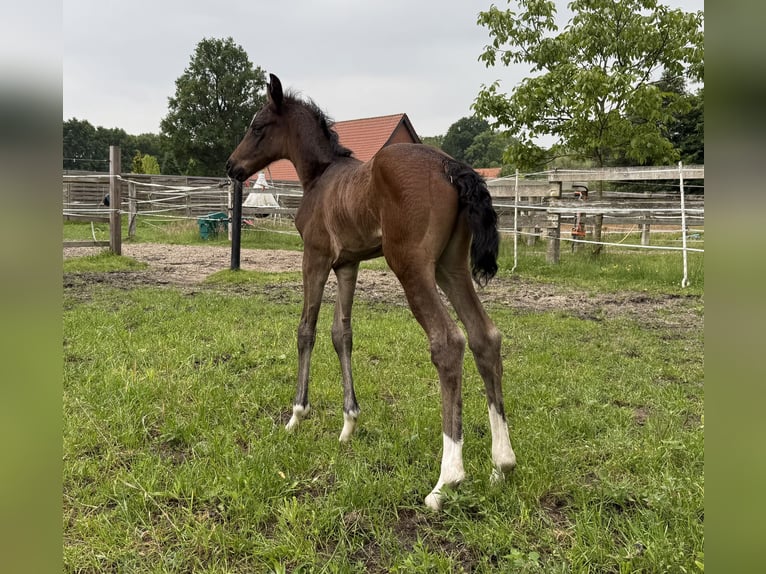 Koń oldenburski Klacz 1 Rok 169 cm in Lengerich
